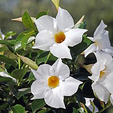 Dipladenia Jade White' Bl�te