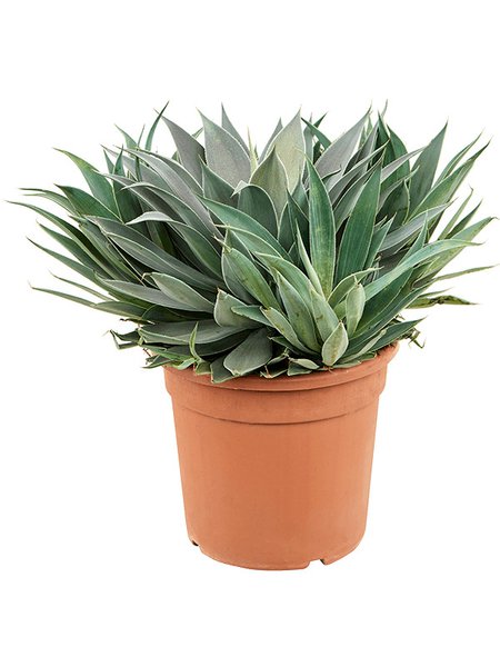 Mangave 'Lavender Lady', im 30cm Topf, H�he 55cm, Breite 60cm