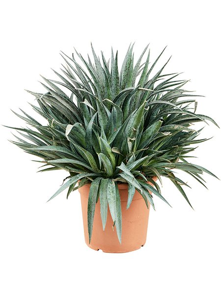 Mangave 'Pinapple Express', im 30cm Topf, H�he 75cm, Breite 70cm