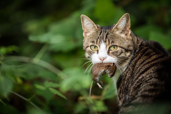Les chats peuvent être infectés en mangeant des souris