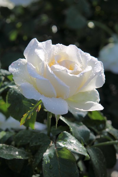 Edelrose 'Metro'�