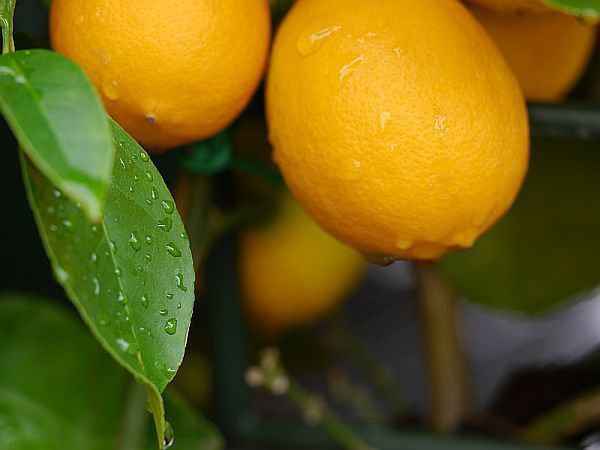Arroser le citronnier