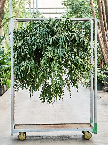Microsorum diversifolium XXXL, Ampel, im 35cm Topf, H�he 110cm, Breite 120cm