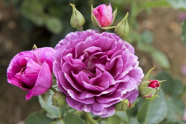 Planter et entretenir les rosiers à fleurs groupées Orangerie de rosiers à fleurs groupées Guide de culture Lubera