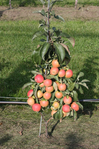 Apfel Maloni Lilly�