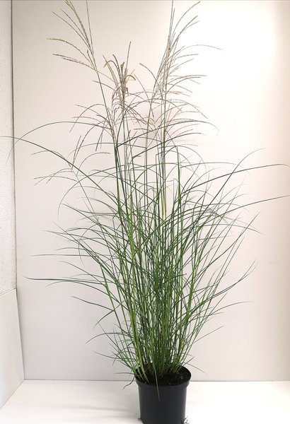 Chinaschilf 'Flamingo'