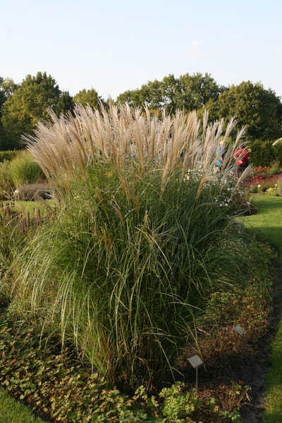 Miscanthus sinensis 'Federweisser'