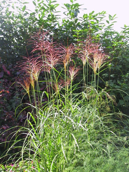 Miscanthus sinensis 'P�nktchen'