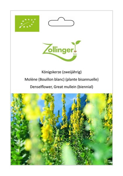 K�nigskerze (zweij�hrig)