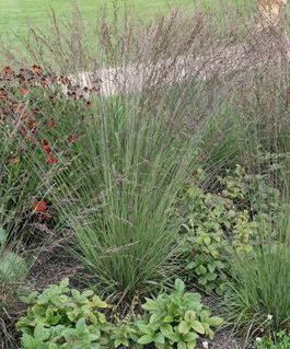 Molinia caerulea 'Edith Dudszus'
