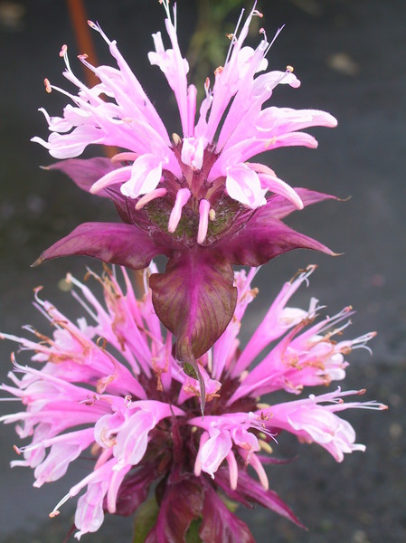 monarda fistulosa beauty of cobham bl�te