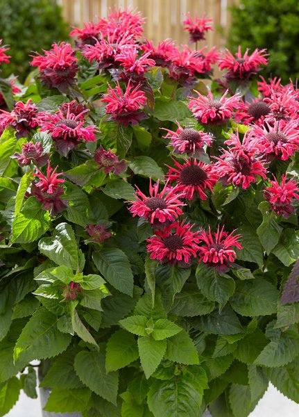 Monarda fistulosa 'Bee Happy' (S)