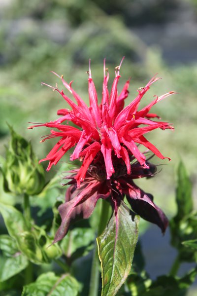 Monarda fistulosa 'Cambridge Scarlet'