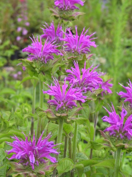 Monarda fistulosa 'Pr�rienacht'