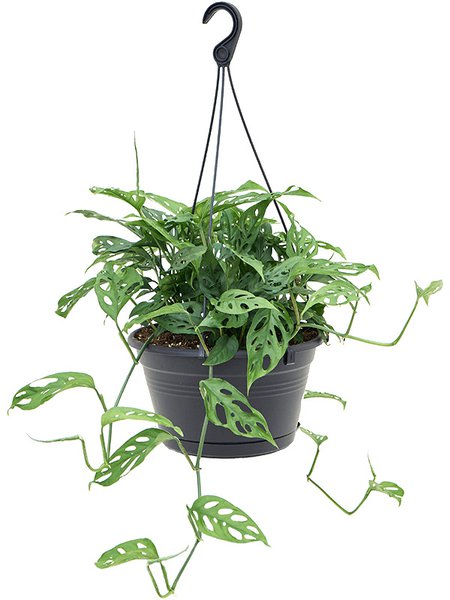 Monstera adansonii, Ampel, im 28cm Topf, H�he 60cm, Breite 40cm