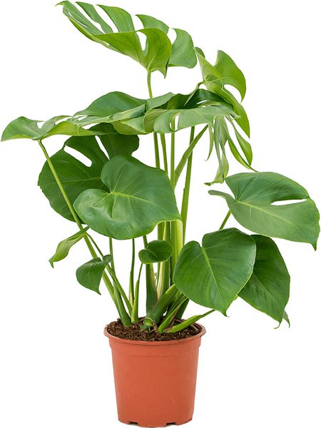 Monstera deliciosa, im 19cm Topf, H�he 70cm, Breite 35cm