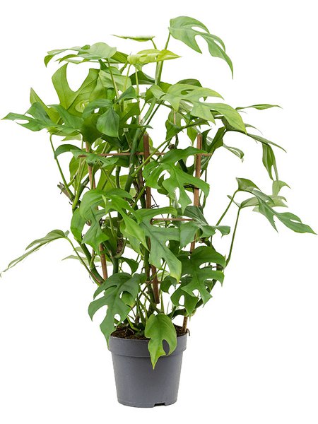 Monstera minima, Gestell, im 17cm Topf, H�he 60cm, Breite 40cm
