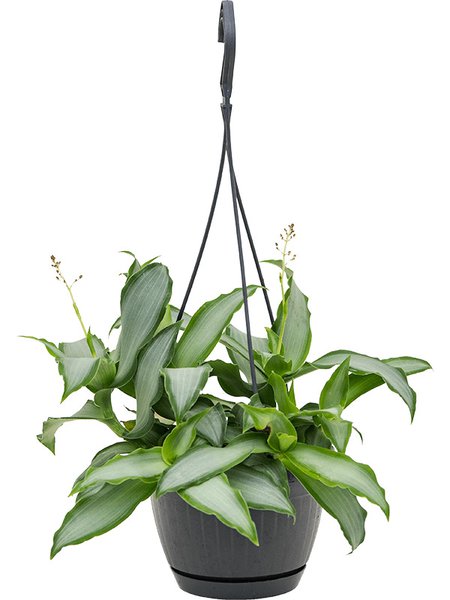 Murdannia loriformis 'Bright Star', Ampel, im 15cm Topf, H�he 25cm, Breite 20cm