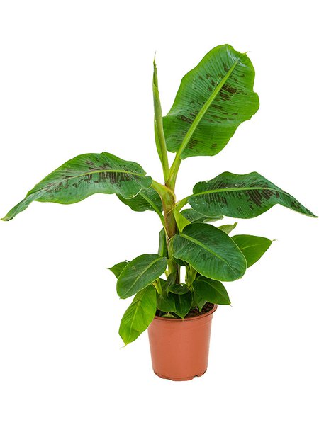 Musa 'Dwarf Cavendish', Stam, im 21cm Topf, H�he 65cm, Breite 75cm