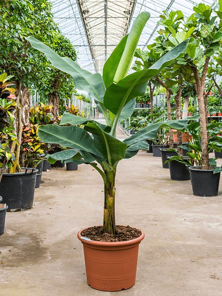 Musa tropicana, Stamm, im 50cm Topf, H�he 170cm, Breite 150cm