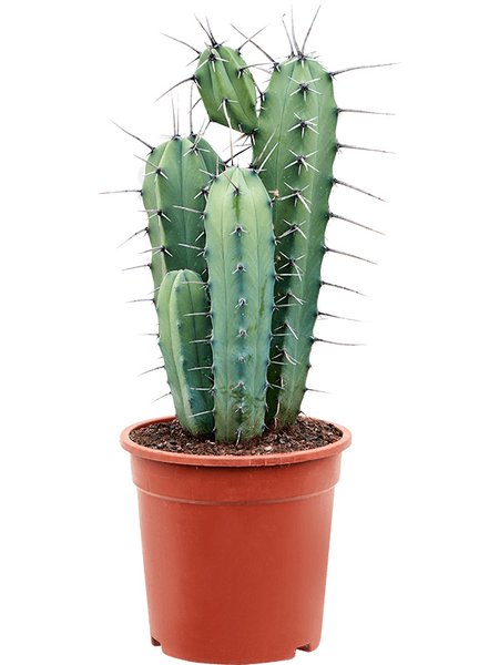 Myrtillocactus geometrizans (50-70), Verzweigt, im 21cm Topf, H�he 60cm, Breite 25cm