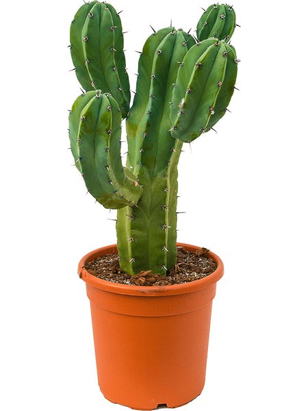 Myrtillocactus geometrizans, Verzweigt, im 24cm Topf, H�he 65cm, Breite 25cm