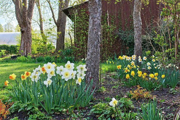 Narcisses, plantation d&rsquo;essai au printemps 2025