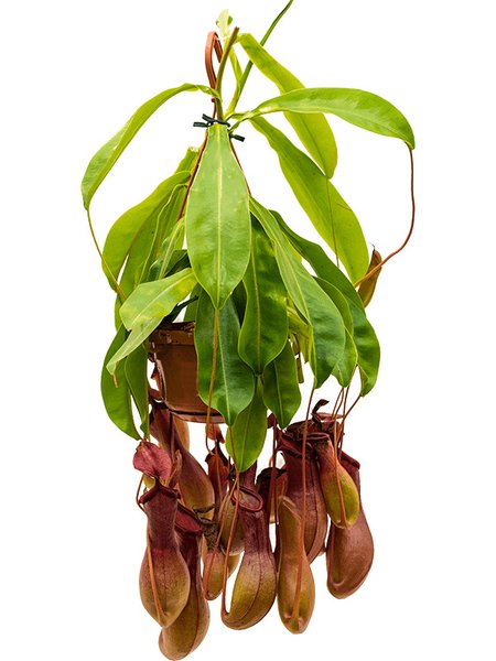 Nepenthes alata, Ampel, im 14cm Topf, H�he 50cm, Breite 25cm