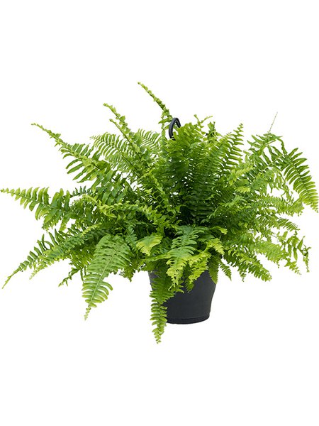 Nephrolepis exaltata 'Boston', Ampel, im 19cm Topf, H�he 50cm, Breite 50cm