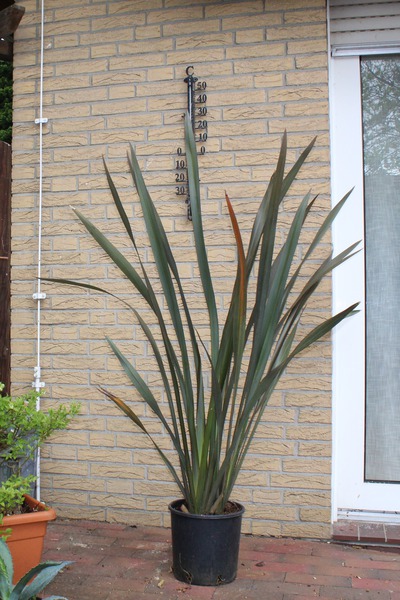 Neuseel�nder Flachs gr�n