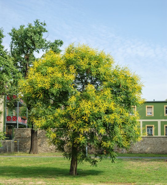 Koelreuteria paniculata 'Coral Sun' - Grossstrauch