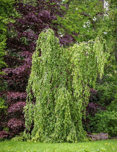 Fagus sylvatica 'Pendula' - Hochstamm