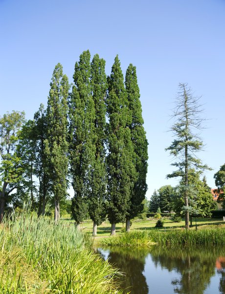 S�ulen-Eiche 'Fastigiata Koster' - Hochstamm