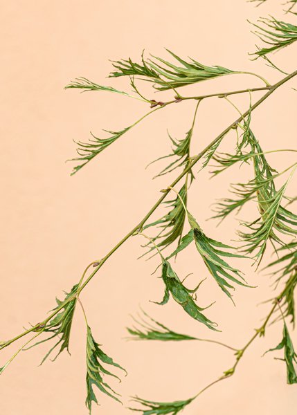Kaisererle, geschlitztbl�ttrige Schwarzerle 'Imperialis', Alnus glutinosa 'Imperialis'
