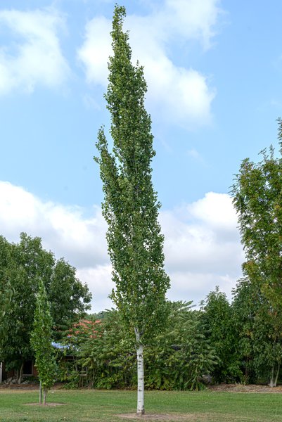 S�ulen-Zitterpappel, Saeulen-Espe 'Erecta' - Hochstamm