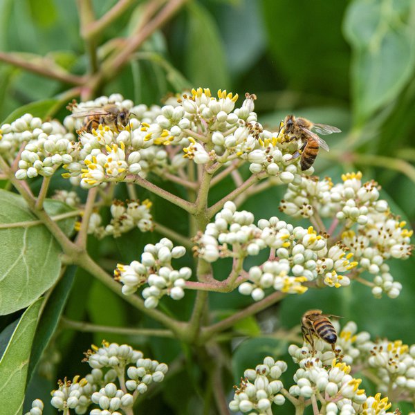 Tetradium daniellii Tausenbl�tenstrauch Honigesche Duftesche Bienenbaum - starke Pflanze im 5 Liter Topf