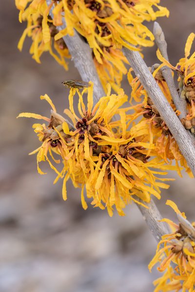 Orangebl�hende Zaubernuss 'Orange Peel'