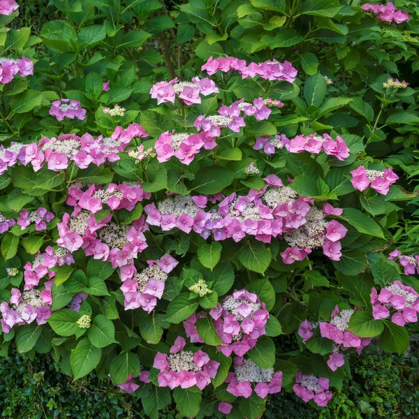 Hortensie, Tellerhortensie 'Blaumeise' rosa
