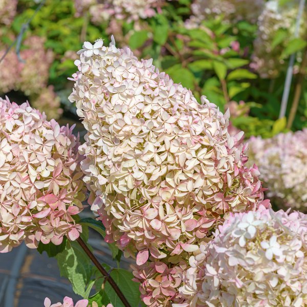 Hortensie, Rispenhortensie ‘Phantom'