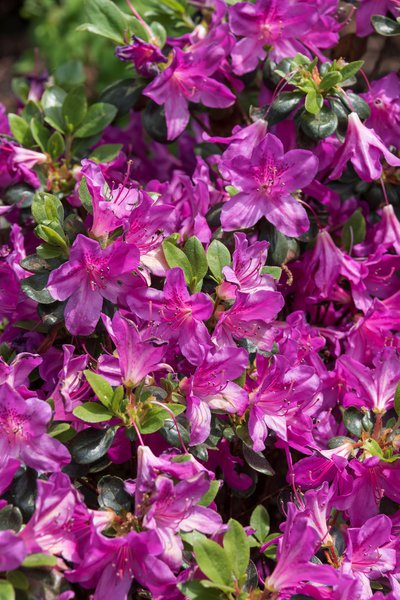 Japanische Azalee 'Lady Dark'�