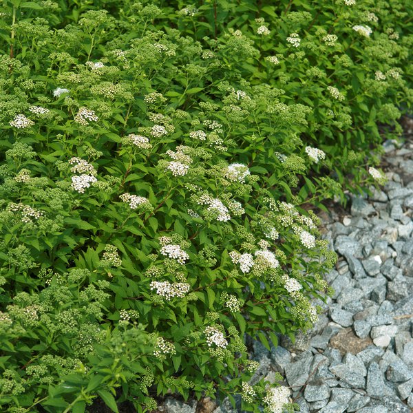 Japanischer Spierstrauch 'Albiflora' (12er Set)