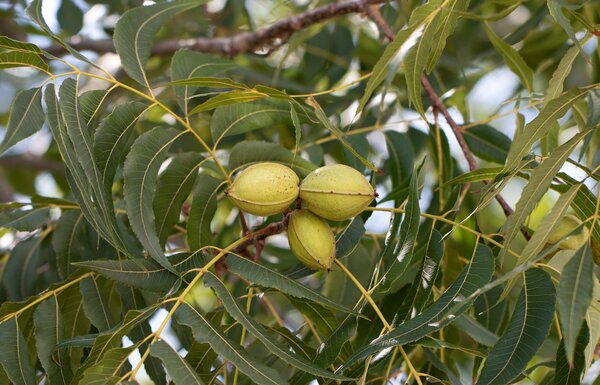 Pekannussb&auml;ume kaufen, Carya illinoinensis