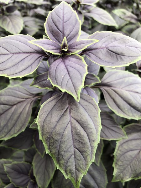 Basilikum 'Red-Green Shades', Occimum basilicum