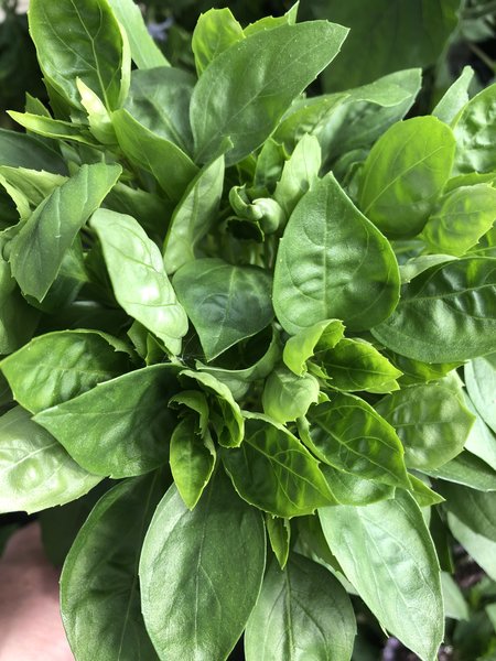 Basilikum 'Copa� Green', Ocimum basilicum (Bild: Volmary)