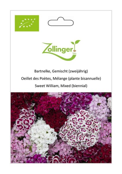 Bartnelke, Gemischt (zweij�hrig)