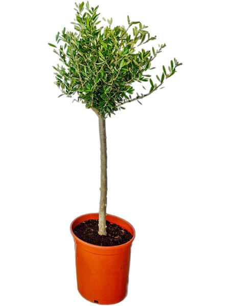 Olea europaea (100-140), Stamm, im 26cm Topf, H�he 120cm, Breite 45cm
