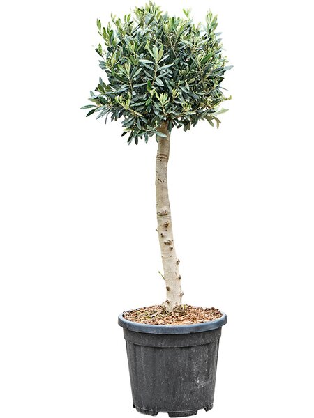 Olea europaea (110-130), Stamm, im 30cm Topf, H�he 120cm, Breite 40cm
