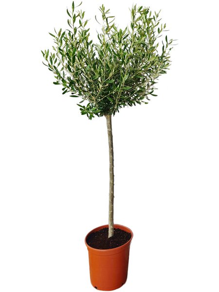 Olea europaea (120-150), Stamm, im 26cm Topf, H�he 135cm, Breite 55cm