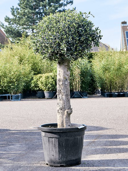 Olea europaea (140-160), Stamm, im 48cm Topf, H�he 150cm, Breite 65cm