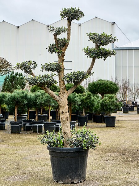 Olea europaea (140-200), Verzweigt/Multi krone, im 45cm Topf, H�he 170cm, Breite 90cm